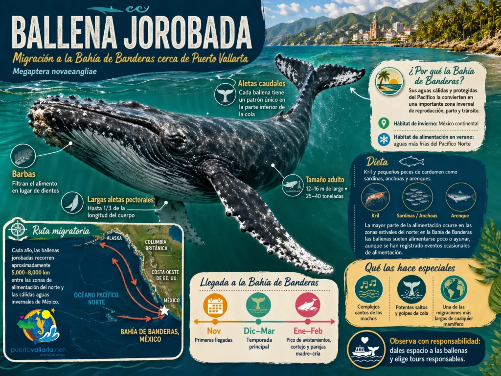 Migración de la Ballena Jorobada a la Bahía de Banderas y Puerto Vallarta
