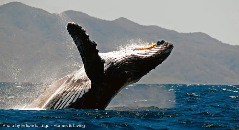 Humpback Whales in Puerto Vallarta